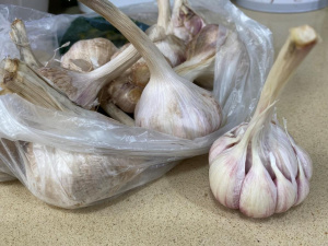 Конфи из чеснока